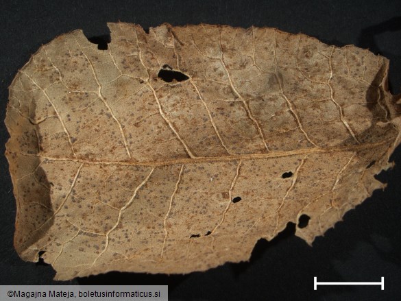 Puccinia primulae