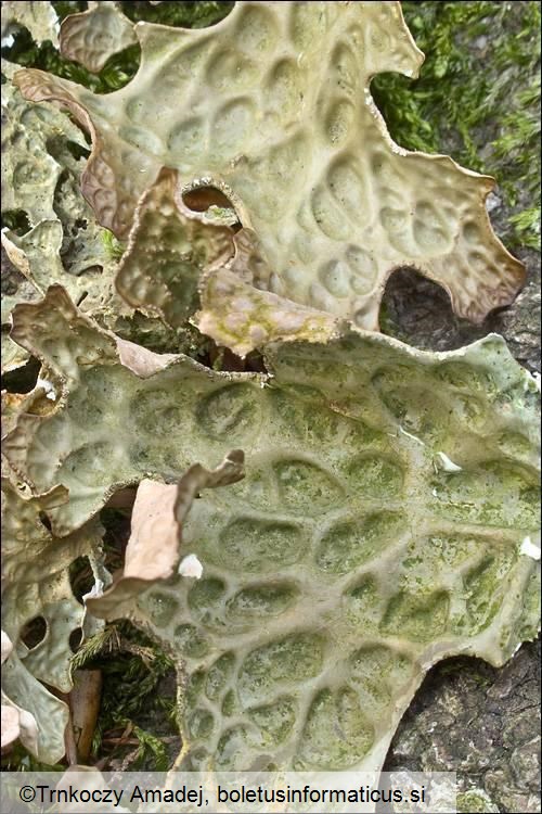 Lobaria pulmonaria