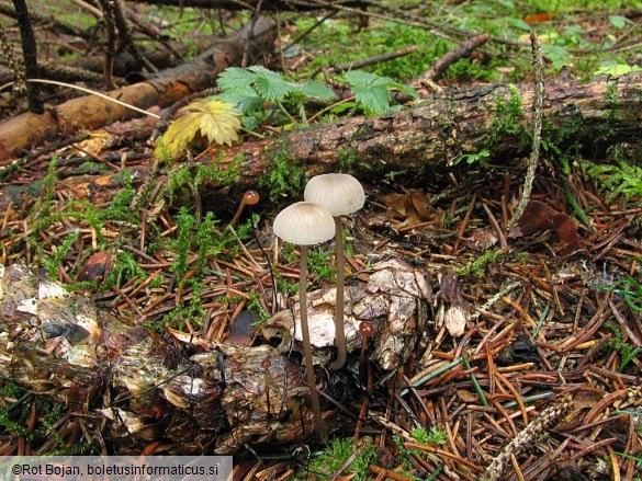 Mycena galopus