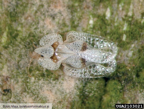 platanova čipkarka (<i>Corythuca ciliata</i>) na <i>Platanus occidentalis</i>