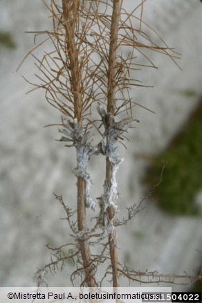 pozemska roža (<i>Thelephora terrestris</i>) na <i>Pinus elliottii</i>