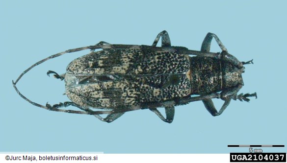 <i>Monochamus galloprovincialis</i>