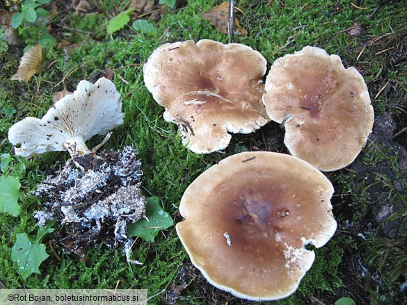 Leucopaxillus gentianeus