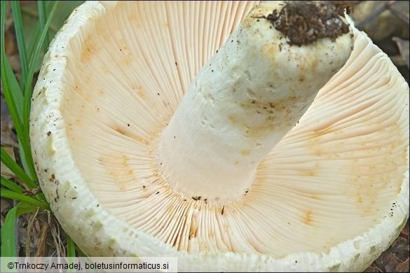 Russula virescens