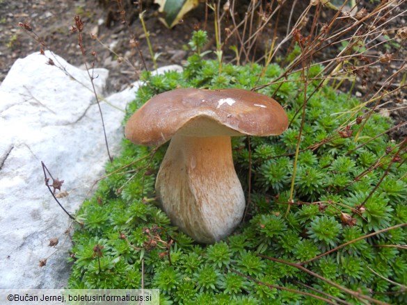 Boletus edulis