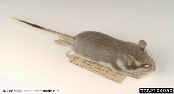 <i>Eliomys pallidus</i>