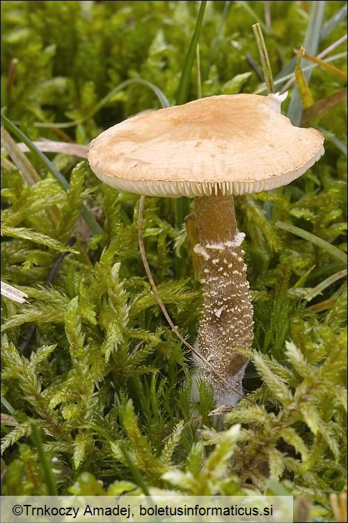 Cystoderma amianthinum