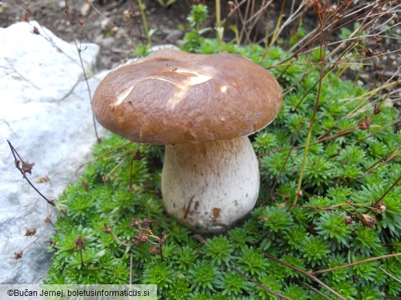 Boletus edulis