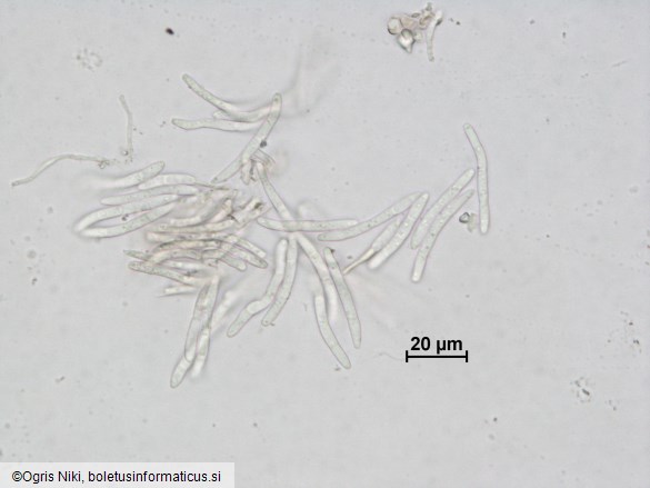 Septoria castaneicola