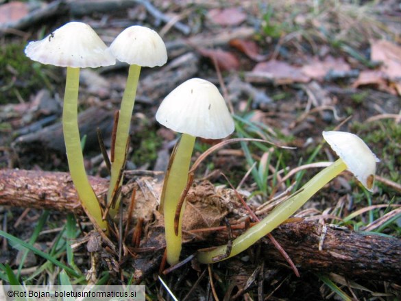 Mycena epipterygia