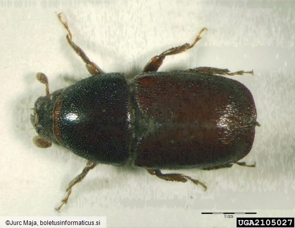 hrastov beljavar (<i>Scolytus intricatus</i>)