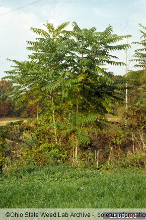veliki pajesen (<i>Ailanthus altissima</i>)