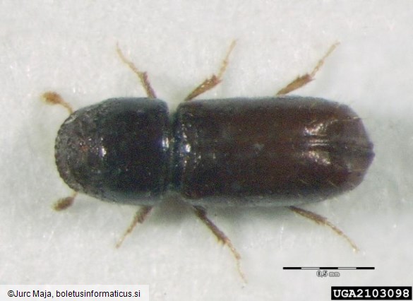 jelov vejni lubadar (<i>Pityophthorus pityographus</i>)