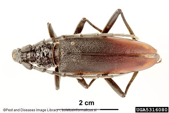 veliki hrastov kozliček ali strigoš (<i>Cerambyx cerdo</i>)