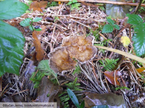 Cantharellus lutescens