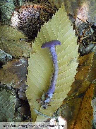 Laccaria amethystina