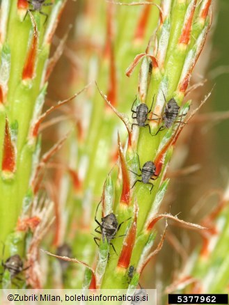 velika progasta uš (<i>Cinara pini</i>) na <i>Pinus</i> spp.