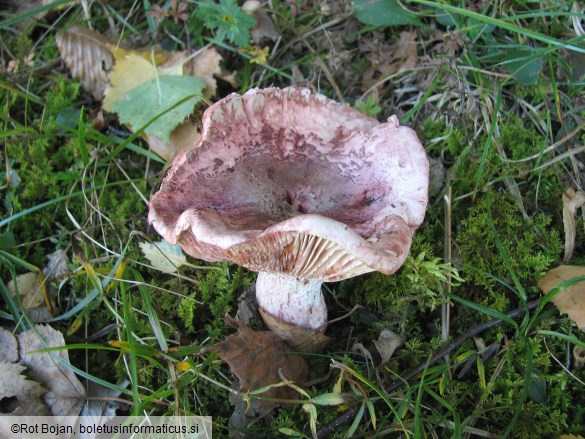 Hygrophorus russula