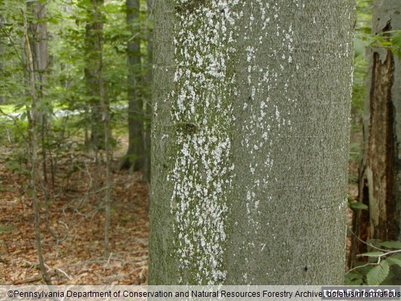 bukov kapar (<i>Cryptococcus fagisuga</i>) na <i>Fagus grandifolia</i>