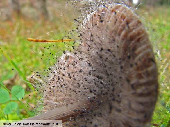 Spinellus fusiger