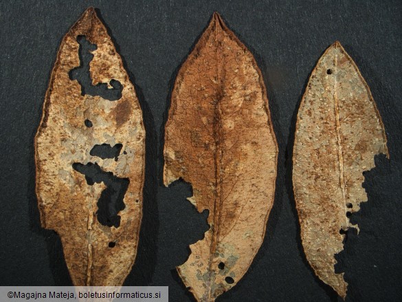 Puccinia bistortae