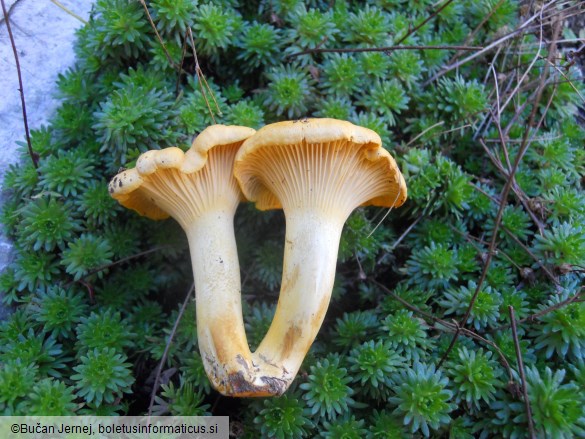 Cantharellus cibarius