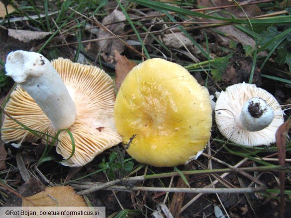 Russula risigallina