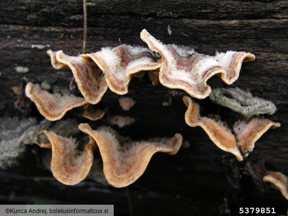 dlakava slojevka (<i>Stereum hirsutum</i>) na <i>Fagus sylvatica</i>