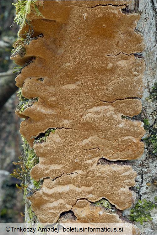 Phellinus conchatus