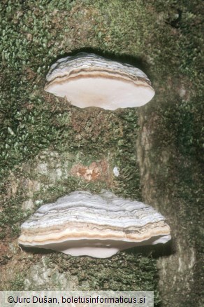 Bukova kresilka