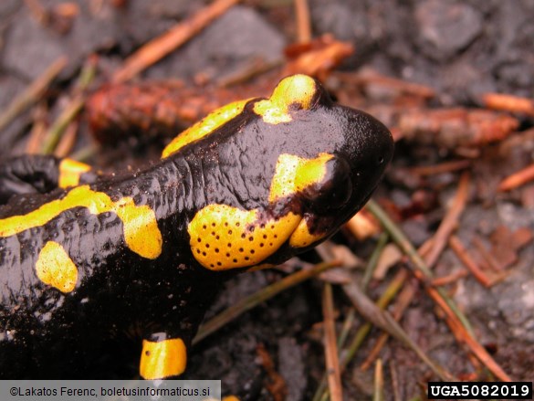 navadni močerad (<i>Salamandra salamandra</i>)