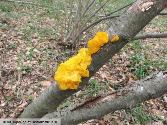 Tremella mesenterica