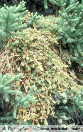 Smrekov metličasti rak