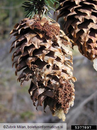 smrekov plamenec ali smrekov storžev veščec (<i>Dioryctria abietella</i>) na <i>Picea</i> spp.