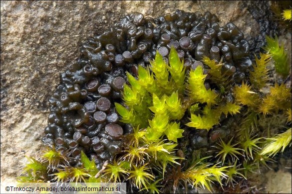 Collema polycarpon