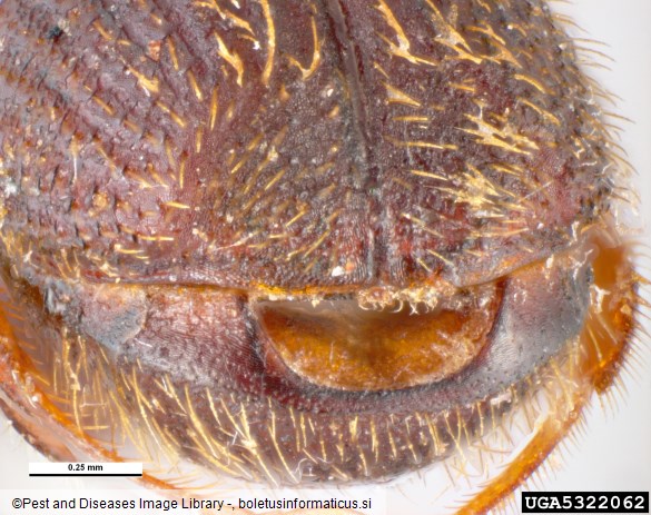 hrastov strženar (<i>Platypus cylindrus</i>)
