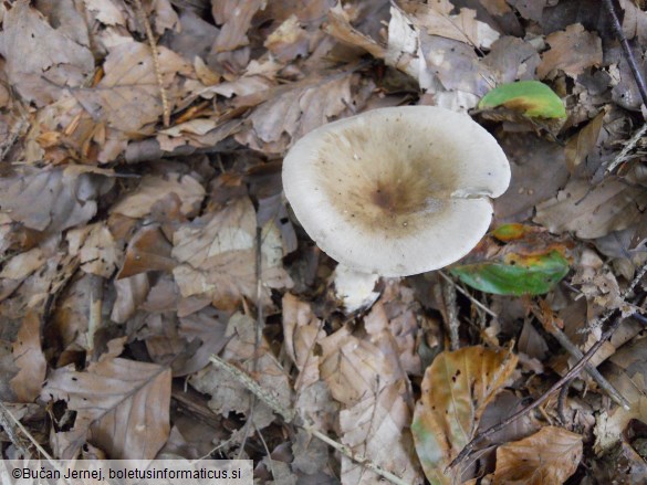 Clitocybe clavipes