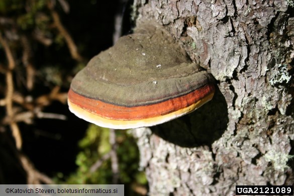 smrekova kresilača (<i>Fomitopsis pinicola</i>) na <i>Picea mariana</i>