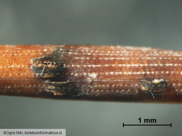 Mycosphaerella pini