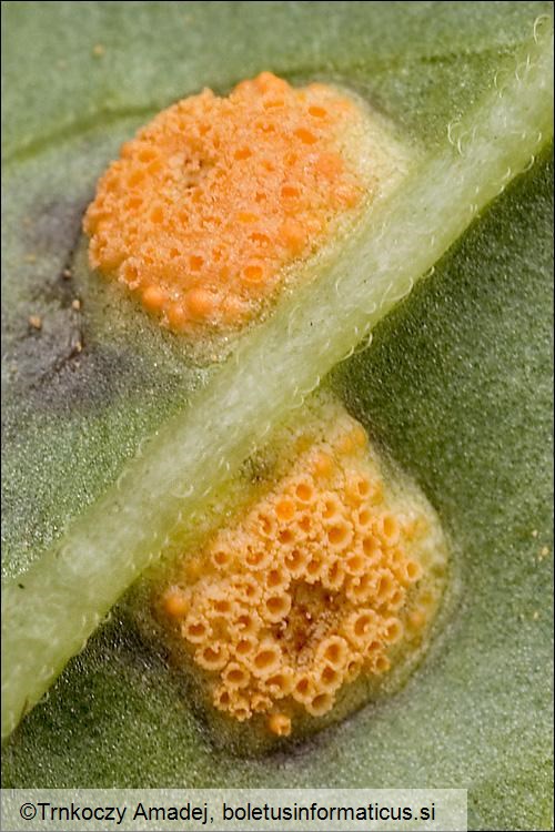 Puccinia lycoctoni