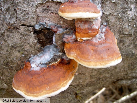 Fomitopsis pinicola