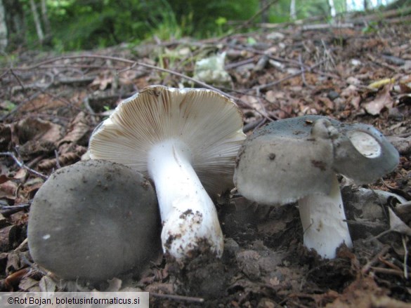 Russula parazurea