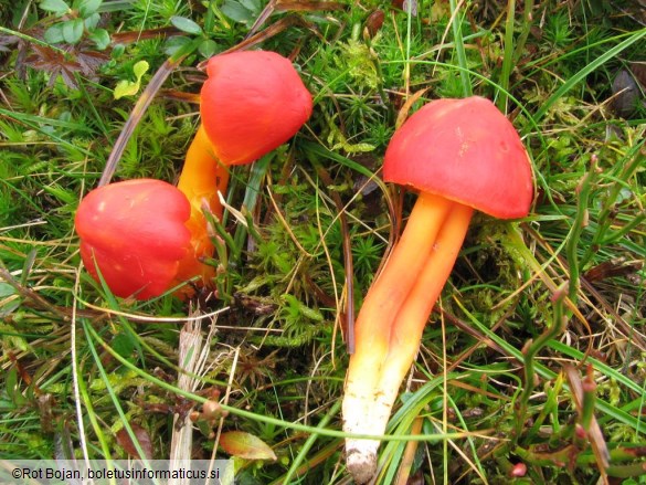 Hygrocybe splendidissima