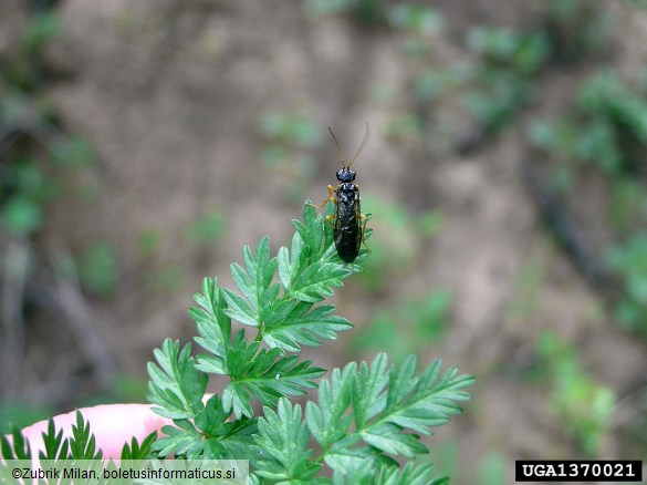 macesnova grizlica (<i>Pristiphora laricis</i>)