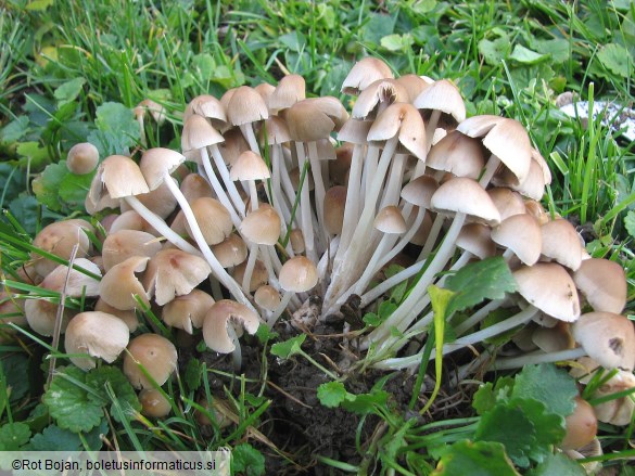 Psathyrella multipedata