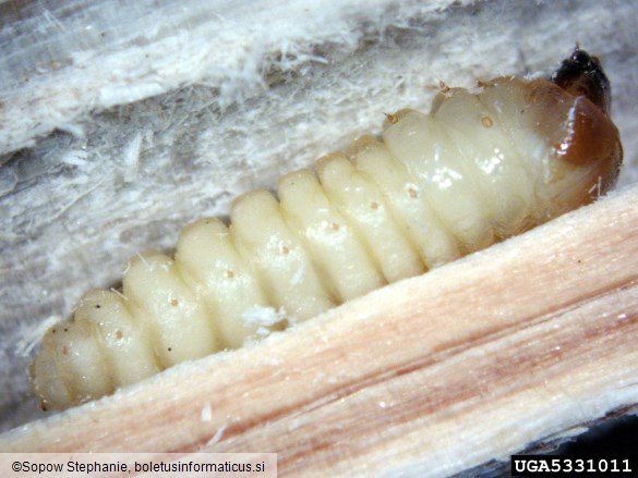rjavi smrekov kozliček (<i>Tetropium fuscum</i>)