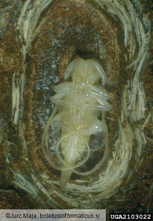 <i>Acanthocinus aedilis</i> na <i>Pinus nigra</i>