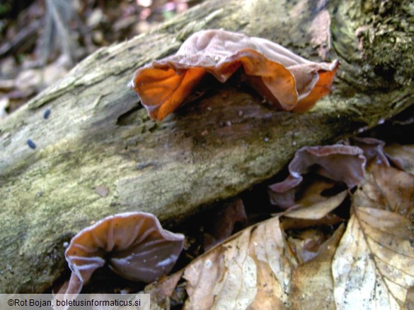 Auricularia auricula-judae