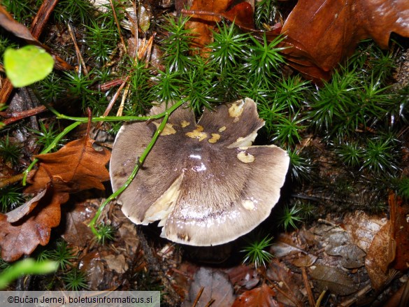 Tricholoma portentosum