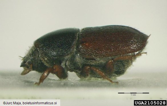 hrastov beljavar (<i>Scolytus intricatus</i>)
